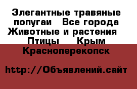 Элегантные травяные попугаи - Все города Животные и растения » Птицы   . Крым,Красноперекопск
